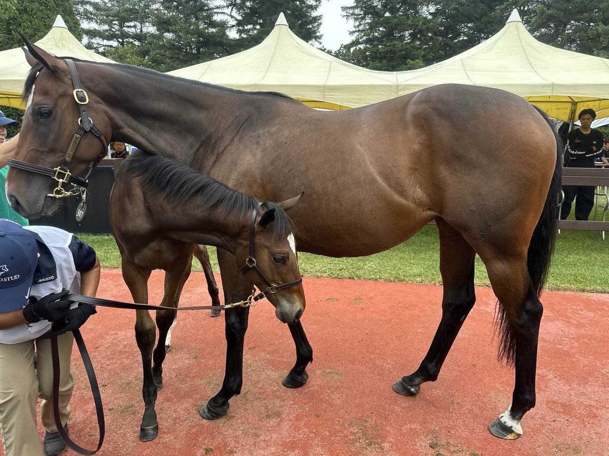 David Redvers (@dredvers) on Twitter photo Great to bump into Lezoo and her Kingman colt at <a href="/SELECTSALE_eng/">JRHA-SELECT SALE</a> Foal went on to make $900k #Zoustar <a href="/widdenstud/">Widden</a> <a href="/Tweenhills/">Tweenhills</a> Great to bump into Lezoo and her Kingman colt at <a href="/SELECTSALE_eng/">JRHA-SELECT SALE</a> Foal went on to make $900k #Zoustar <a href="/widdenstud/">Widden</a> <a href="/Tweenhills/">Tweenhills</a>