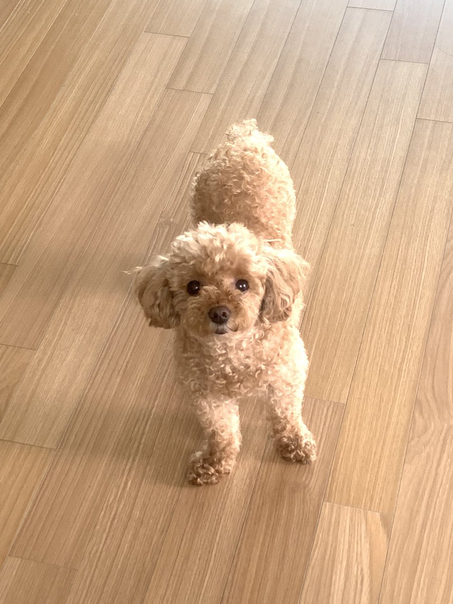푸들 새찌 tweet media