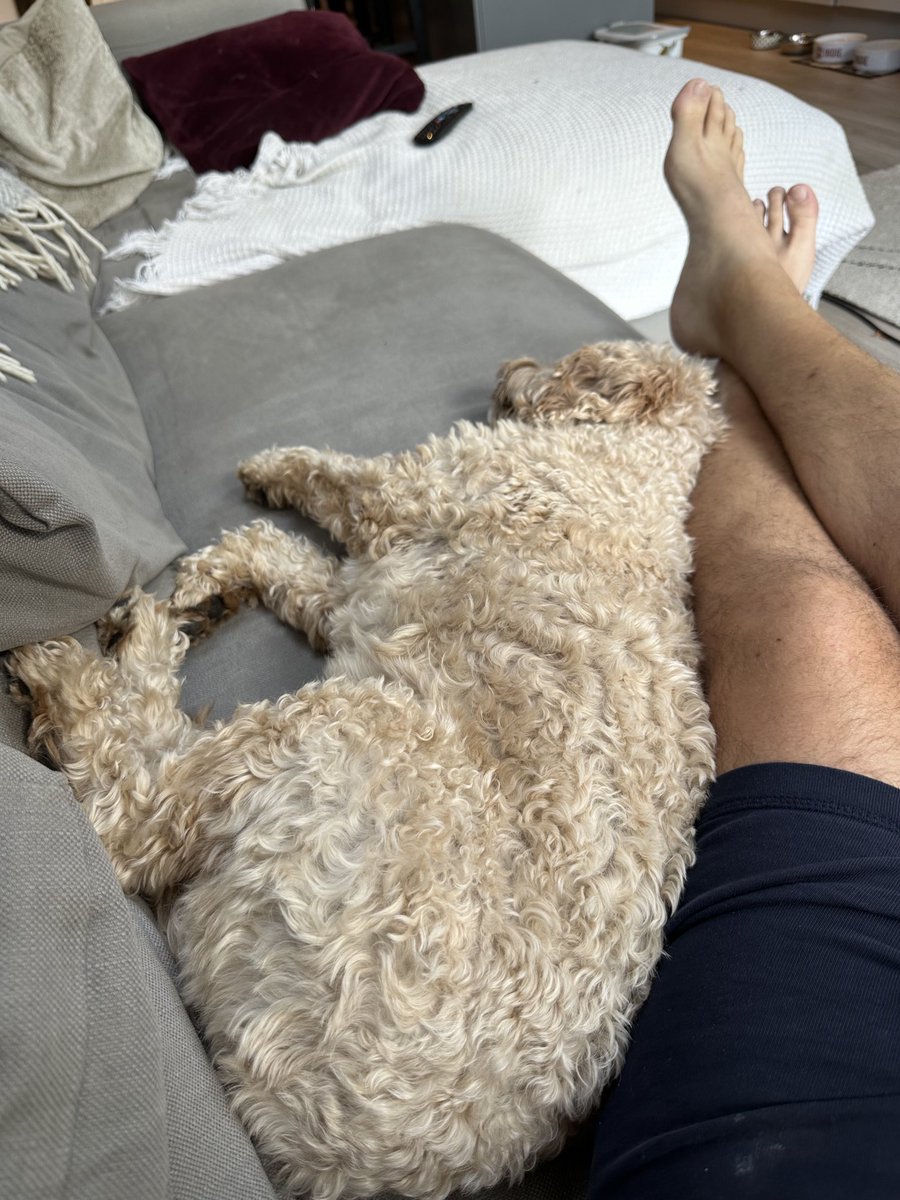 It’s an exhausting old business being a dog