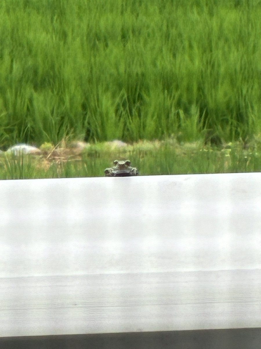 ベランダにカエルさん来てた🐸