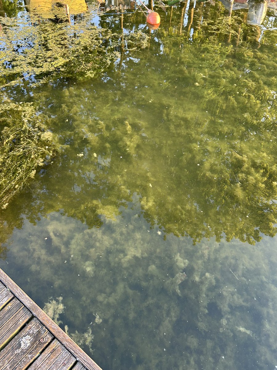 Elodea nuttalli infection starts slowly, with rare plants location, but later it looks like this. Single plant pic from Limajno Lake, the other two pics from urban Ukiel Lake in Olsztyn. Future scenario for Limajno looks not optimistic
