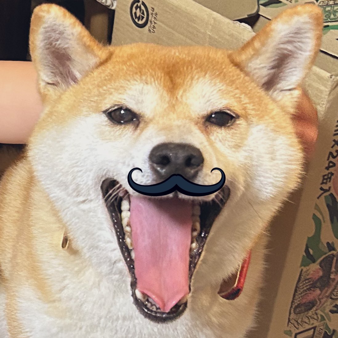 mikeshiba3011's tweet image. 🌸初めましての方へ🌸
30代ママ|副業初心者🔰
育児のスキマ時間でSNSアフィリ挑戦中💻✨
\ 同じように「何か始めたい」方へ /
✅ 在宅で月1万〜10万円を目指す
✅ 学歴・経験ゼロからでもOK
▼自己紹介とリンクはこちら🐾
🔗【lit.link/mikeshibamama】