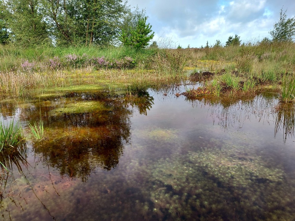 🌱🙌To celebrate #NationalHeritageWeek, we are hosting a guided ecology and heritage walk on the Ballyforan Bog on Saturday, 23rd of August 2025.
📅 23.08.2025, 11:00 - 14:00
📍 Ballyforan Bog, Co. Roscommon
Register here: eventbrite.ie/e/guided-ecolo…
