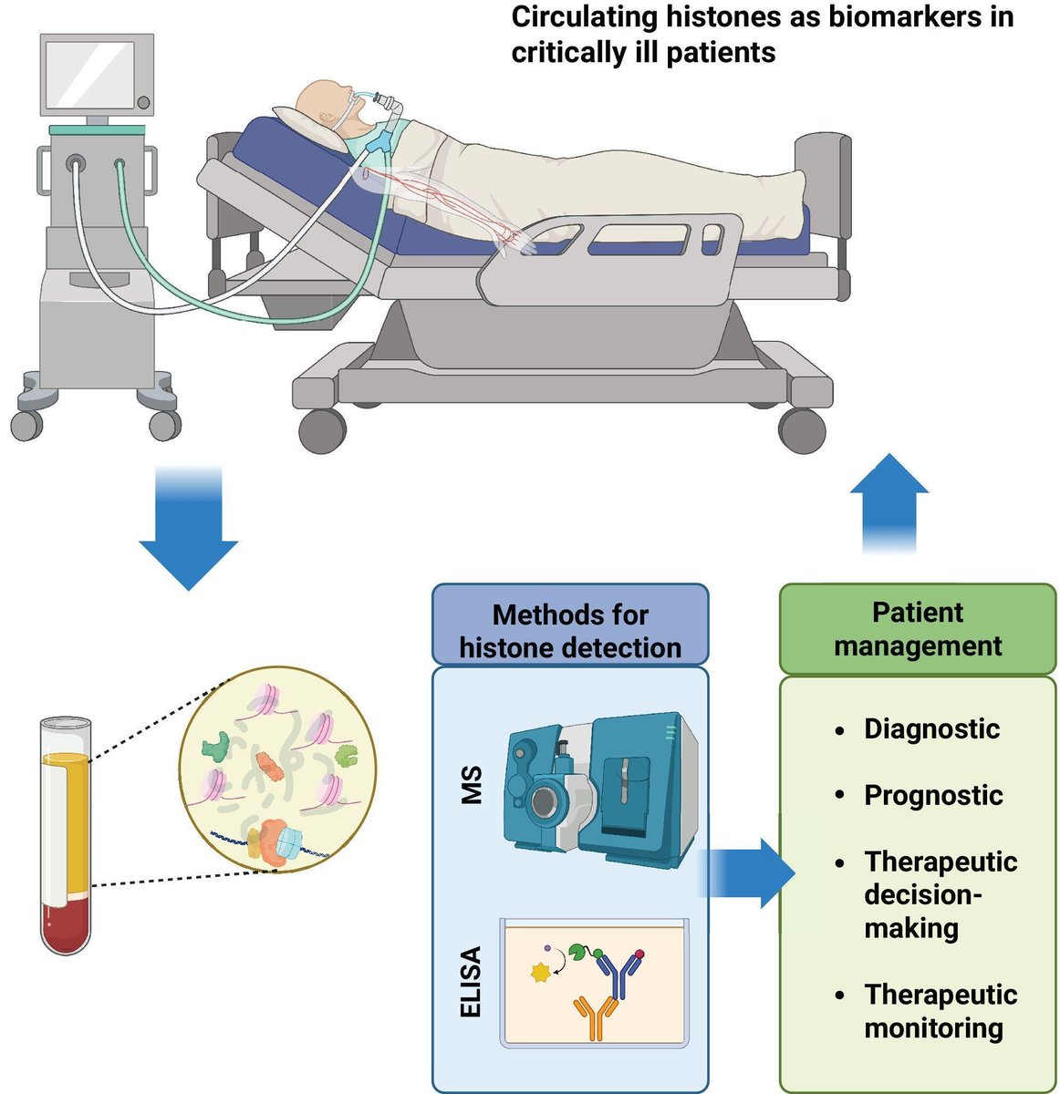 FEBS_Letters's tweet image. 🧬 What role do extracellular #histones play in #sepsis? Key mediators and biomarkers—promising for diagnosis & prognosis! 🧪Read more: shorturl.at/MMEl2 @gargijo