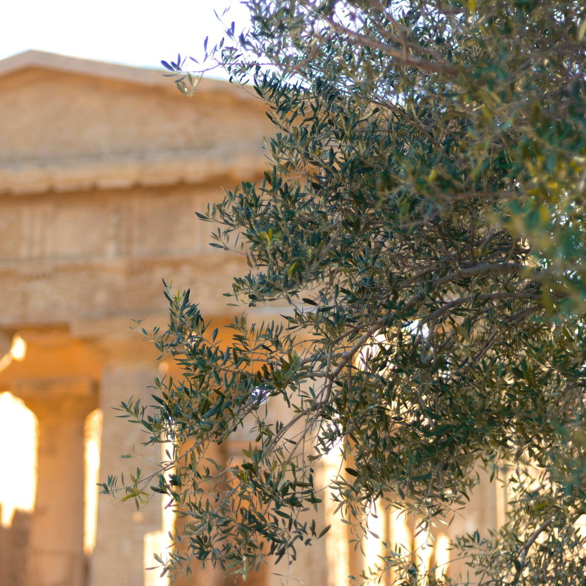 "Politizar la sostenibilidad es tan absurdo como decir que un olivo es de derechas o el agua del río de izquierdas"

📰 Os dejo por aquí mi nuevo artículo para la sección de Noaway en #ThePositive <a href="/TheObjective_es/">THE OBJECTIVE</a> donde hablo de Transformación Sistémica.

theobjective.com/further/actual…