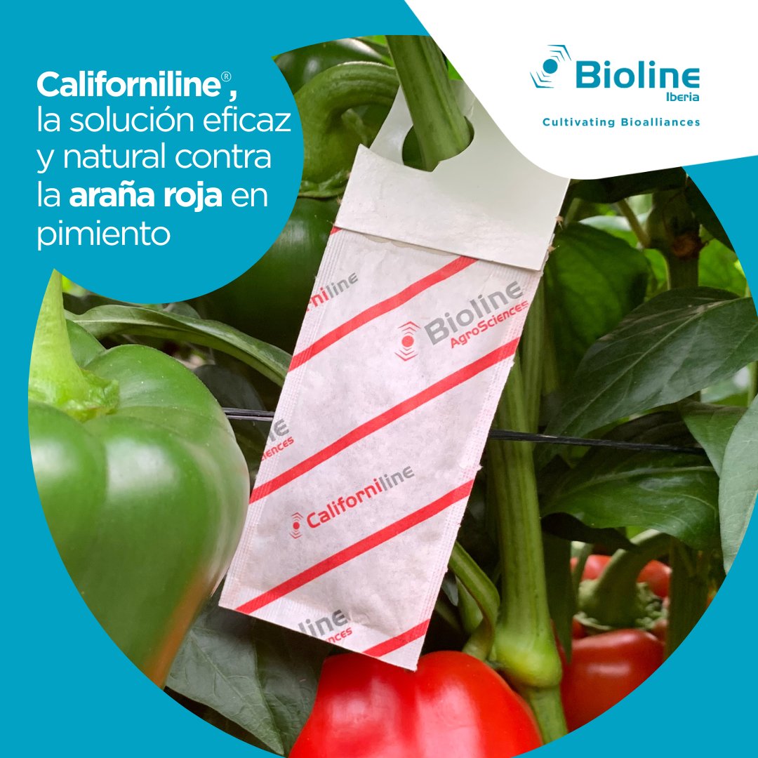 🕷️🔥 ¡Adiós a la araña roja en pimiento! 🔥🕷️
En plena campaña, no hay margen para errores: elige Californiline®, la solución eficaz y natural para el control de 𝘛𝘦𝘵𝘳𝘢𝘯𝘺𝘤𝘩𝘶𝘴 𝘶𝘳𝘵𝘪𝘤𝘢𝘦.