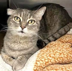 Renee' Martin (@sachikoko) on Twitter photo 👉🏽SENIOR ALERT🙏🏽PLZ SHARE
🌷Shy, Sweet 9YO #Senior Silver/Gray #Tabby Kitty "KIKI"🌷
😿Recently Saved From Euth
📣Need A Calm, Patient, Cat Savvy🏡#FureverHome🏡
▶4 INFO gocatrescue.org/gocr_cat/kiki/
🙏🏽#AdoptDontShop
#Monterey, #CA #NorCal
☑CATS <a href="/CatsOldies/">Golden Oldies Cat Rescue</a> #RehomeHour #US #CATS 👉🏽SENIOR ALERT🙏🏽PLZ SHARE
🌷Shy, Sweet 9YO #Senior Silver/Gray #Tabby Kitty "KIKI"🌷
😿Recently Saved From Euth
📣Need A Calm, Patient, Cat Savvy🏡#FureverHome🏡
▶4 INFO gocatrescue.org/gocr_cat/kiki/
🙏🏽#AdoptDontShop
#Monterey, #CA #NorCal
☑CATS <a href="/CatsOldies/">Golden Oldies Cat Rescue</a> #RehomeHour #US #CATS