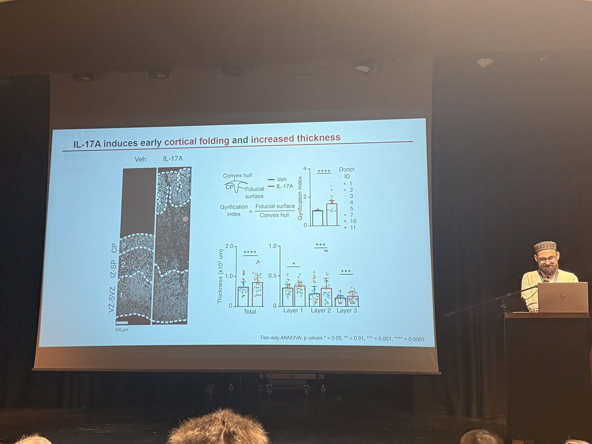 Fascinating talk 💡by Dr. Muhammad Assir (<a href="/drzamankhan/">Muhammad Zaman Khan Assir</a>) on how IL-17A disrupts cortical development in a 3D ex vivo MIA model—triggering early folding, increased thickness &amp; neuronal maturation. 🧠📚 #AnatSocSummer25 #AnatSocOxford