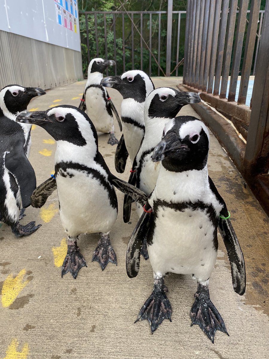 sarugekijo_'s tweet image. お知らせ📢
7/19日〔土〕〜ペンギンさんぽを復活します‼️
期間は土日祝のみ。
時間は15時30分〜となります✨
ぜひ、遊びに来てください‼️
#東北サファリパーク #ケープペンギン
#ペンギンさんぽ