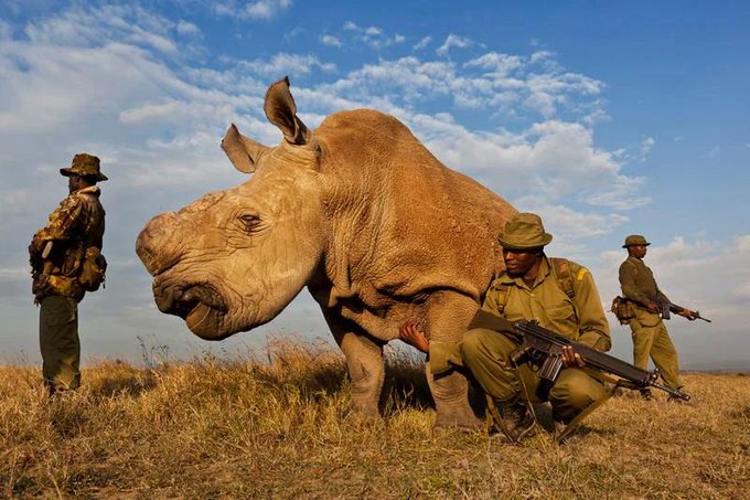 A four man anti-poaching team that permanently guards one of the two remaining northern white rhinos in the world.