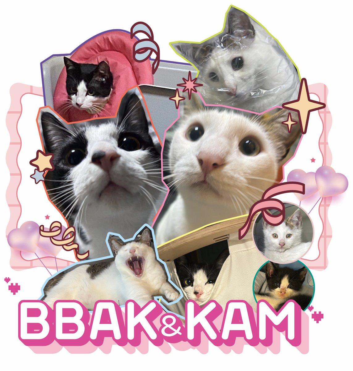 우리딥
고양이 티샤츠 주문해따ㅋㅋ
ㅎㅎ직접 디자인함 ㅎㅎ