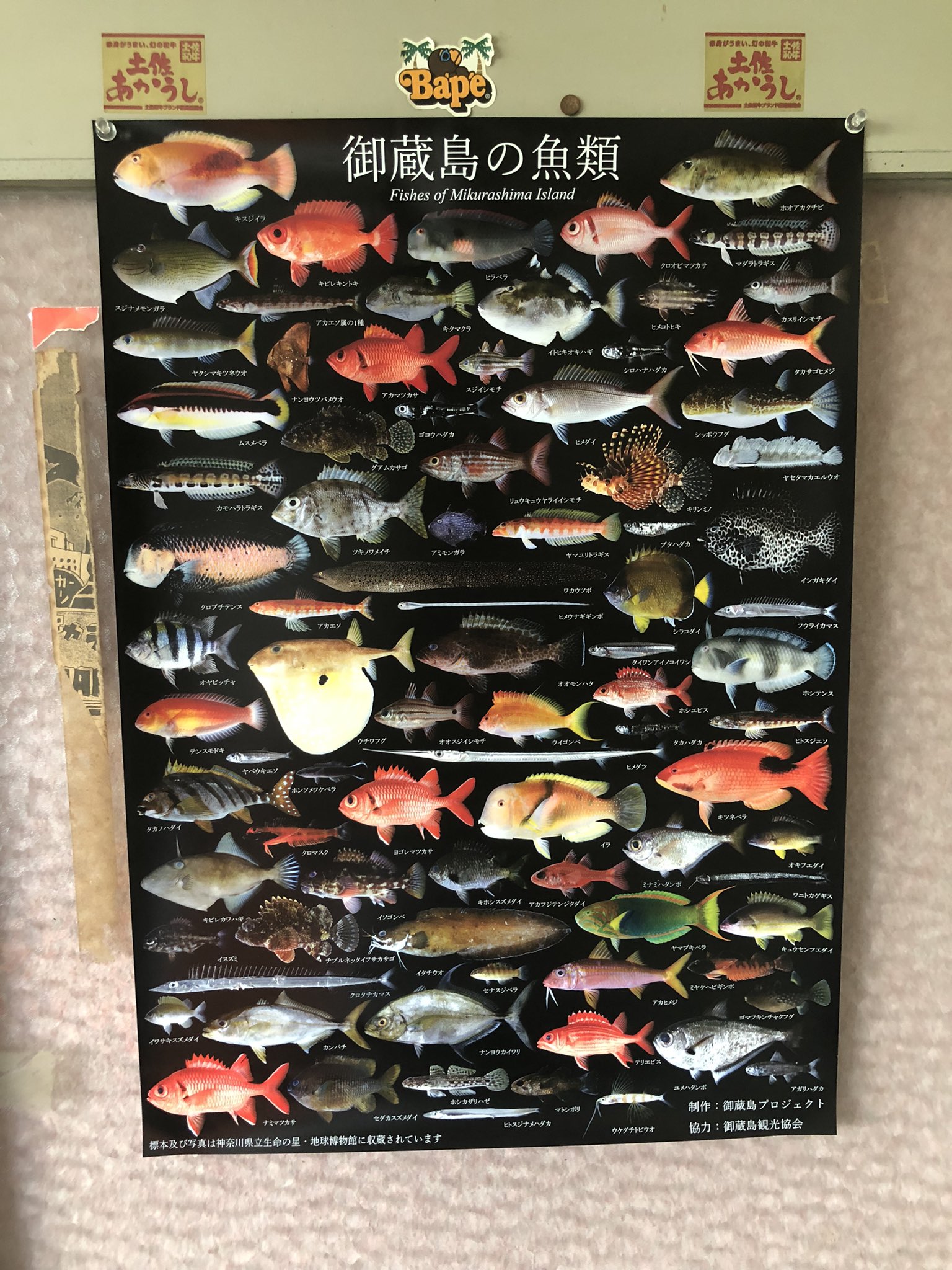 花木魚【35個まとめ】 花木魚【35個まとめ】