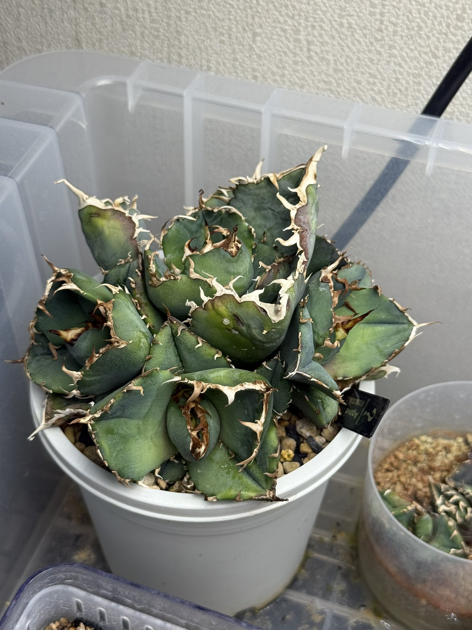 Kaiju Plant 怪獣ファン　2台 楽天市場】Kaiju Plant 怪獣ファンL 室内園芸向け