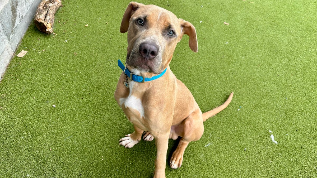 Battersea_'s tweet image. Arnold arrived at Battersea as a stray, with a broken tooth and scars that hinted at a rough start to life. With expert care from our clinic and kennel staff, his confidence grew day by day. Now, he's living the life he deserves in a loving home. We're so happy for you, Arnold!