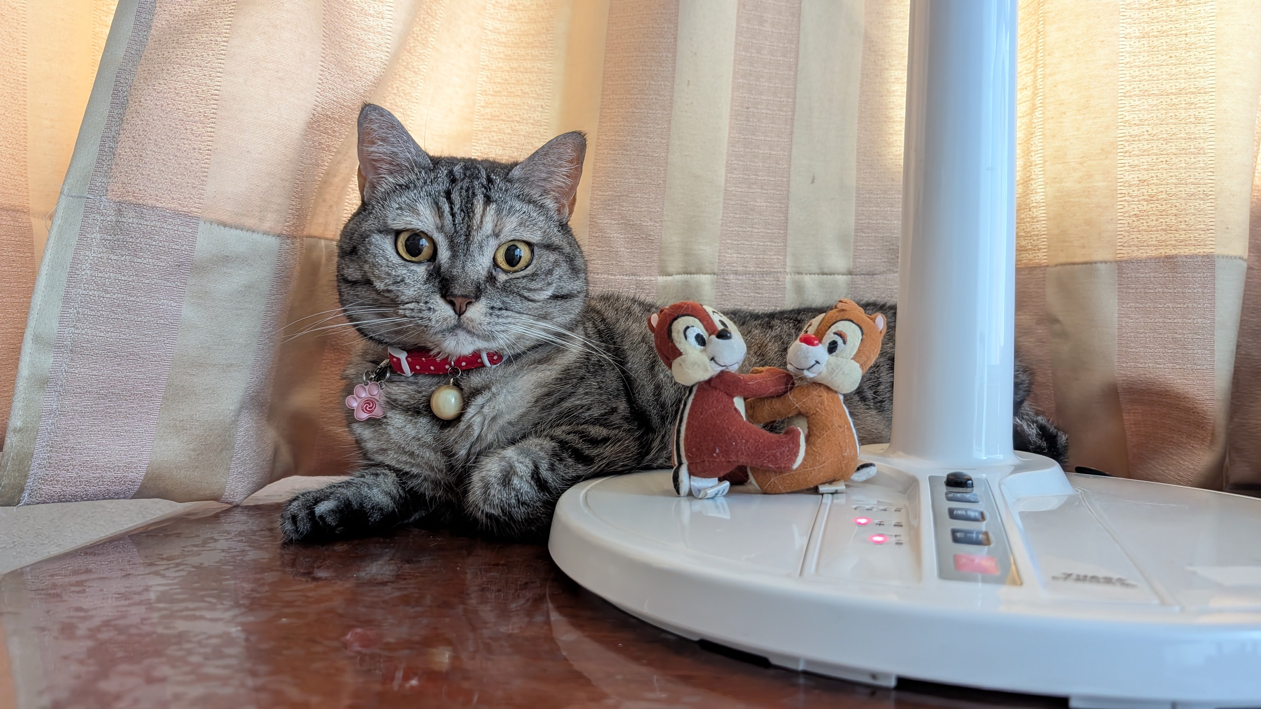 猫さん 41WEy2glkEL.