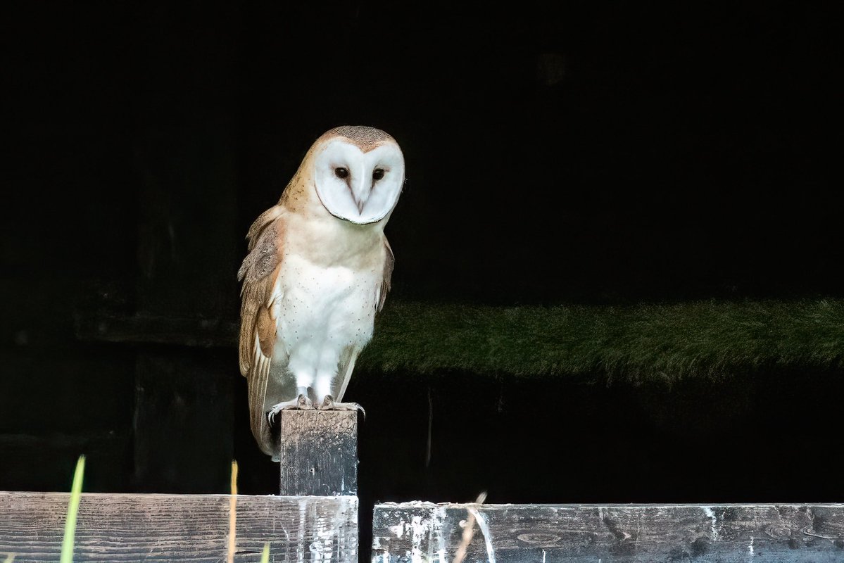 SW_PhotoNature's tweet image. The big wide world can be quite daunting when you’ve just learned to get out of your nest box and you’ve been left to your own devices!
#barnowl #owl