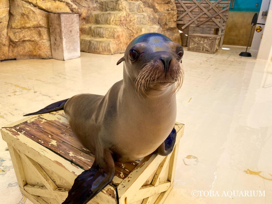 TOBA_AQUARIUM's tweet image. 完璧で究極のアイドル✨✨: 皆さんこんにちは、やはたです。 さて今回は、当館きってのスーパーアシカ✨カリフォルニアアシカの「シルク♀」が主役です。 本日21歳のお誕生日をむかえました👏 シルクは、アシカショーチーム内での(やはた的)綺 dlvr.it/TLwVmL