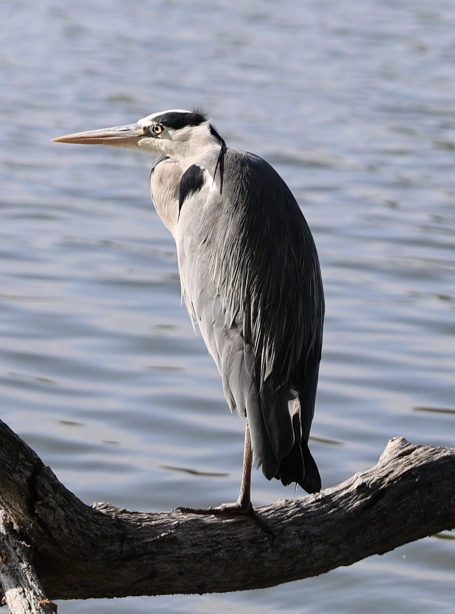 This morning’s wildlife in Bushy Park #heron