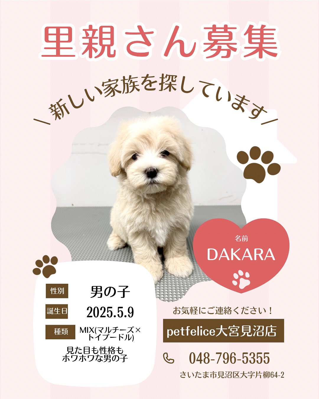 petfelice保護犬猫シェルター大宮見沼店 on X: 