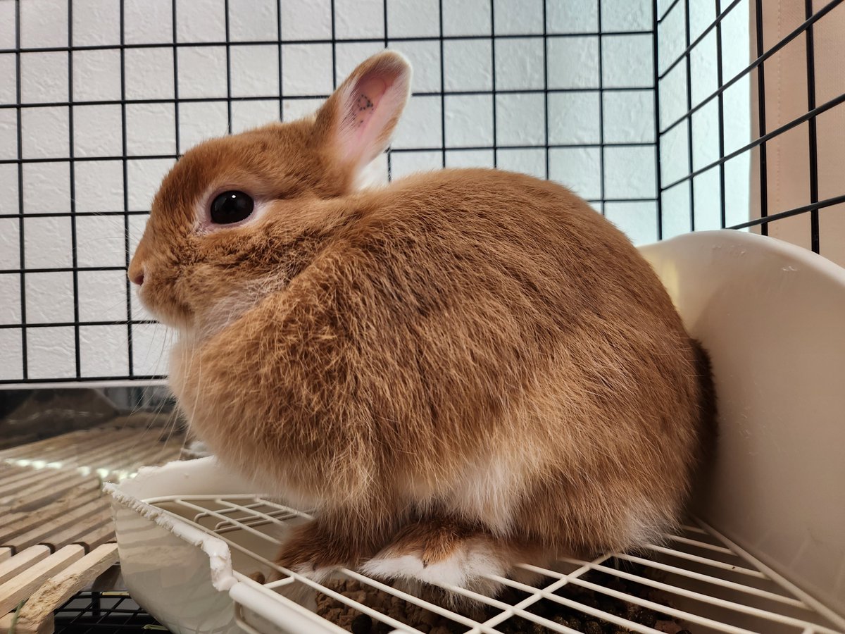 ミント事件簿 tweet media