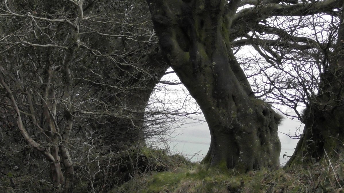 man_in_woods's tweet image. for my love
