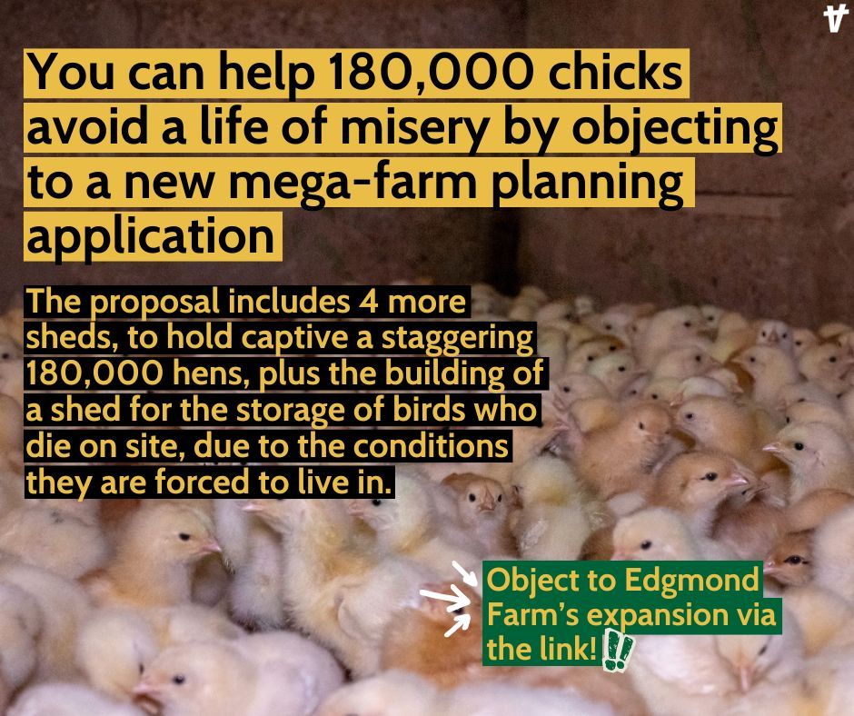 AnimalRising's tweet image. Animals, nature, and communities need your help to stop Cranswick’s latest expansion, at Edgmond Farm in Shropshire. Make an objection: caff.org.uk/edgmond ‼️#stopcranswick #animalliberation
