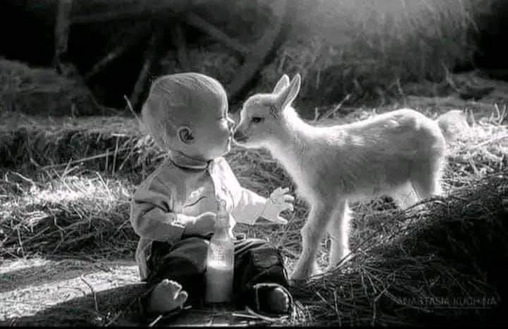 *محبت آپ کو ہر جاندار میں نظر آئے گی جبکہ..!!*
*دھوکہ اشرف المخلوقات کی خصوصیت ہے*