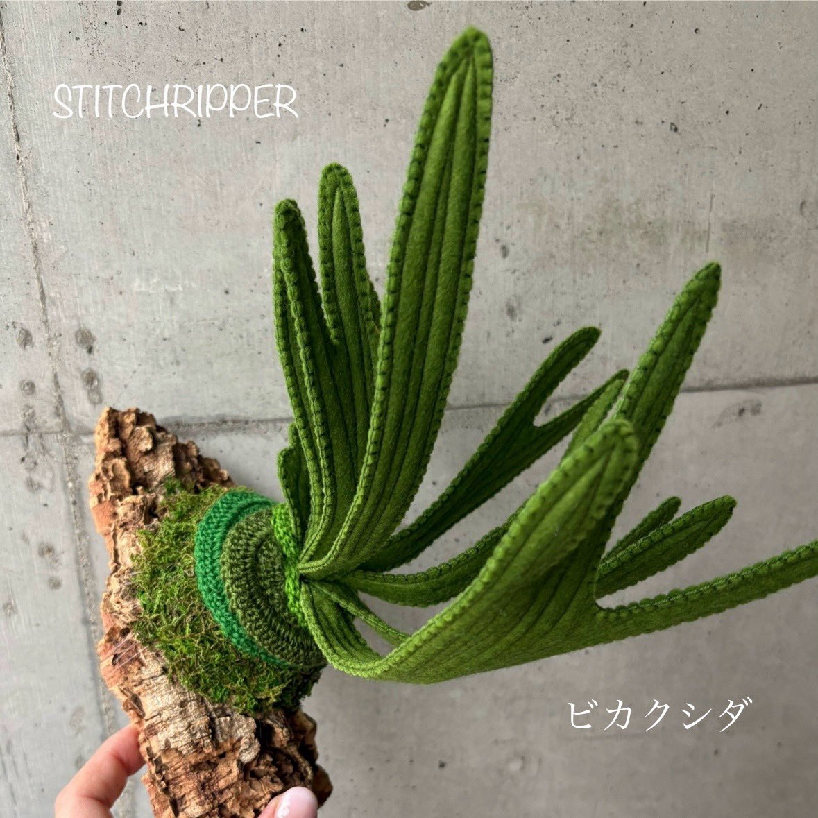 StitchripperD's tweet image. 🌵ビカクシダを作っている最中です
まずはブランケットステッチでひたすら縫い合わせます
《手づくりグッズ&メーカーグッズ 文遊館の昆虫と植物展》 @bunyuukan
7/19日(土)~8/31(日)
STITCHRIPPERは8/1(金)〜
株式会社文遊館内ギャラリースペース
香川県東かがわ市湊685-1