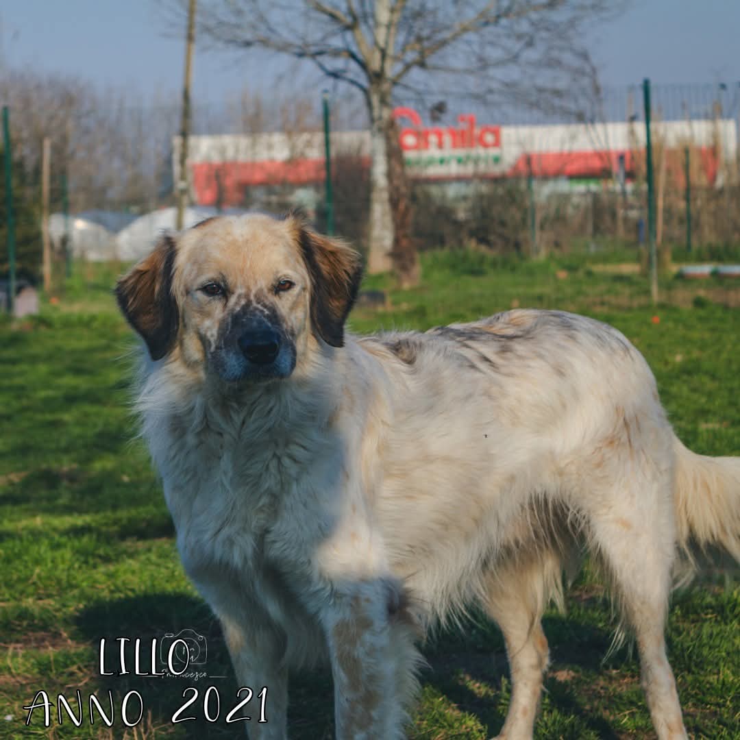 4zampeinvolo's tweet image. 🐾 ADOZIONE DEL CUORE – LILLO CERCA CASA! 🏠
📌Allegro, curioso e in cerca di amore: LILLO aspetta solo una famiglia da amare per sempre.
📣 Info rapide su LILLO:
📍 Età: 2021 (4 anni)
⚖️ Taglia: Media - Grande
🧬 Razza: Meticcio - Simil Maremmano
😃 Carattere: Inizialmente è…
