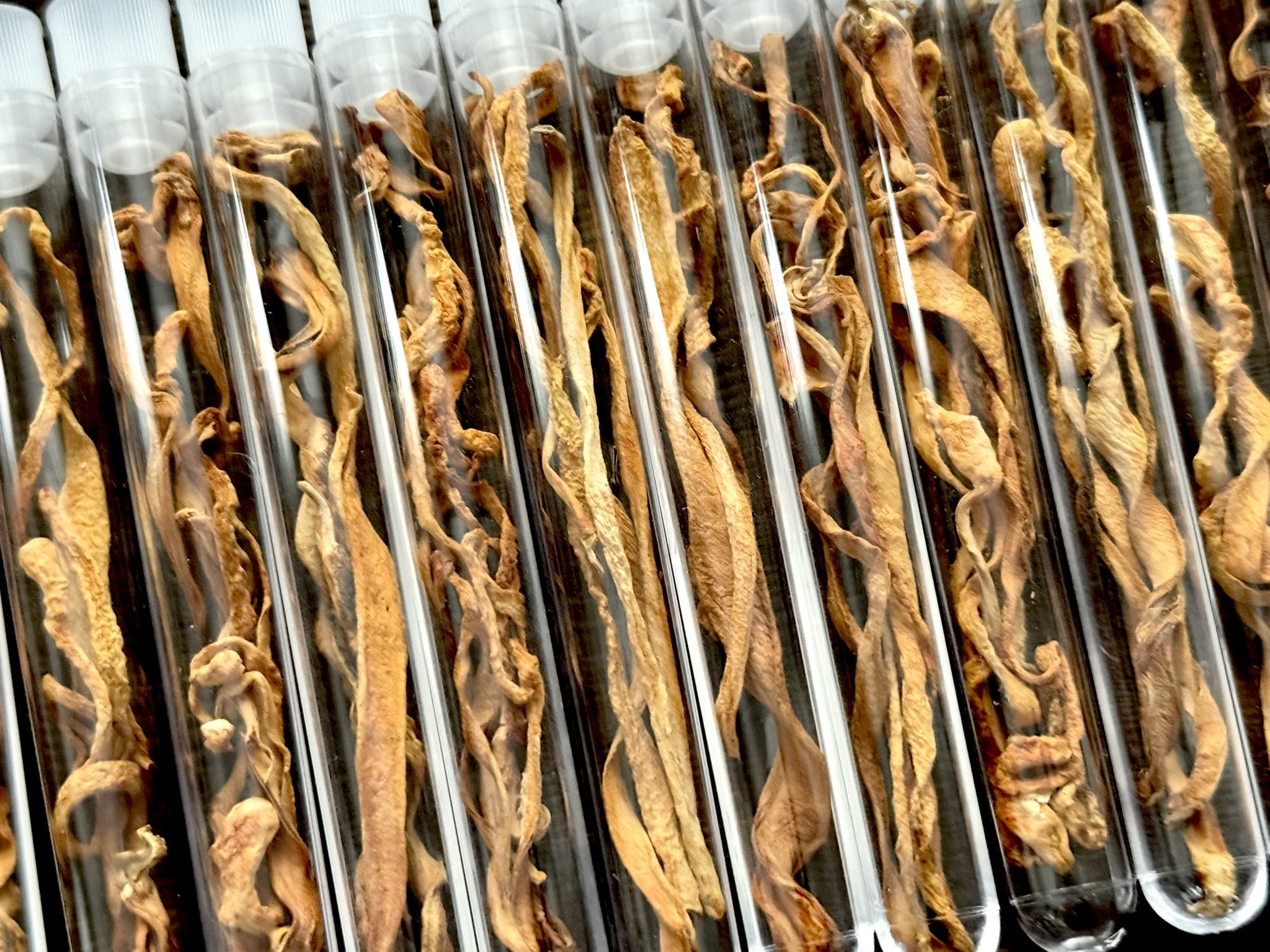 珍品！　冬虫夏草　セミ　昆虫標本　漢方　鉱物　隕石　呪物　根付　出土　人体標本 珍品！ 冬虫夏草 セミ 昆虫標本 漢方 鉱物 隕石 呪物 根付 出土