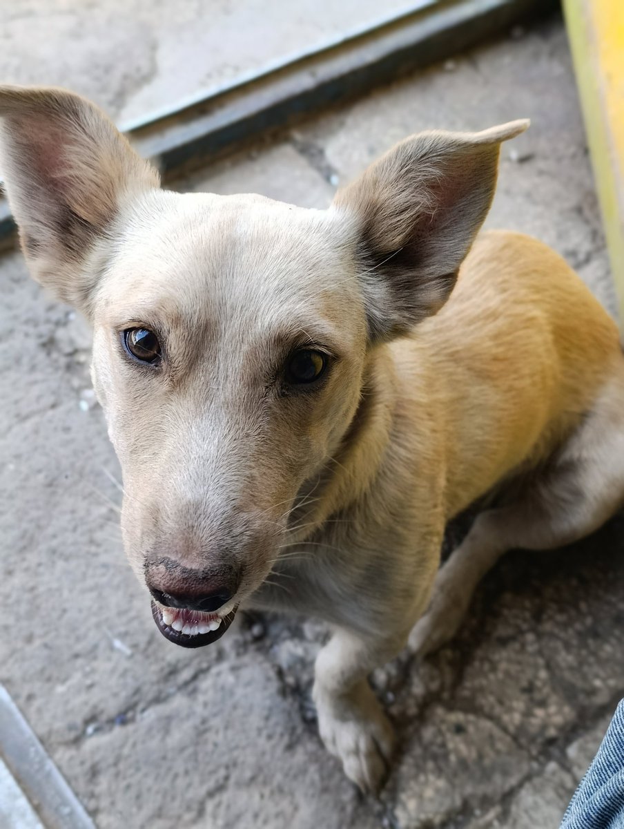 جسی خانوم پرچونه محل کارمه همه میشناسنش همه جا می‌ره کثافت ریشه درختی هم تو منطقه سالم نزاشته