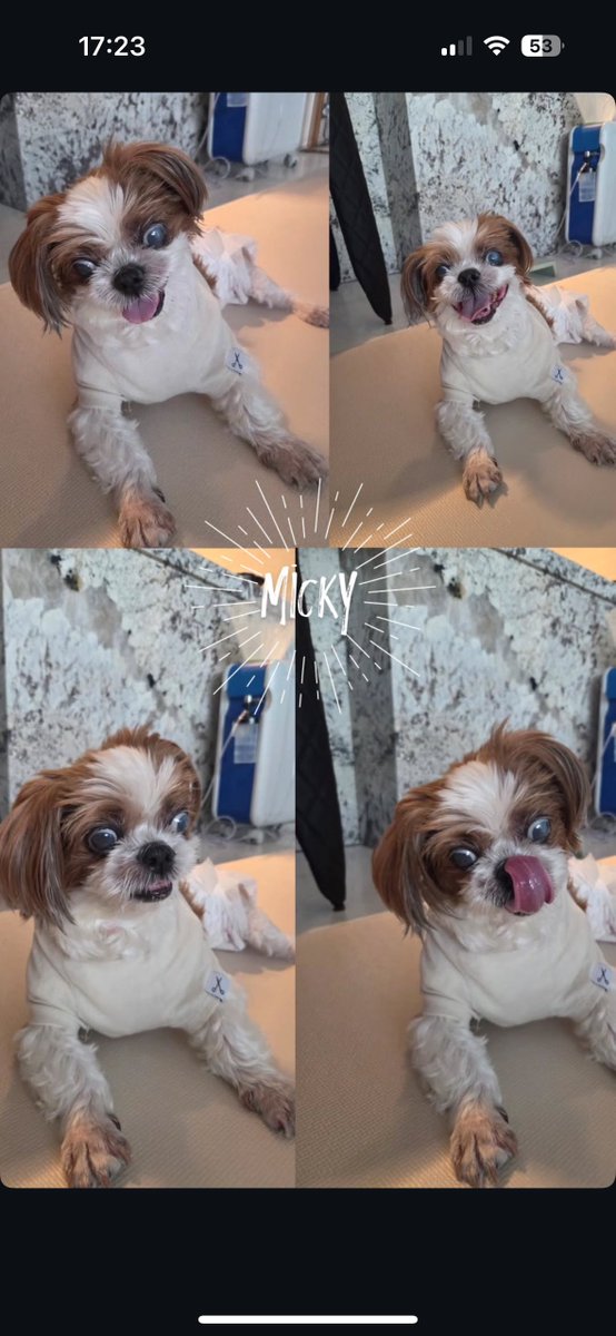 ホビがミッキーに会って癒されてる🥹🥹

のを見て癒されるわたし。
ゆっくりしてね〜
#uarmyhope