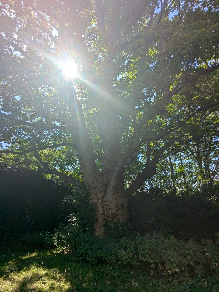 Sunburst ☀️🌳☀️
#thicktrunktuesday
<a href="/AlnwickGarden/">The Alnwick Garden</a>