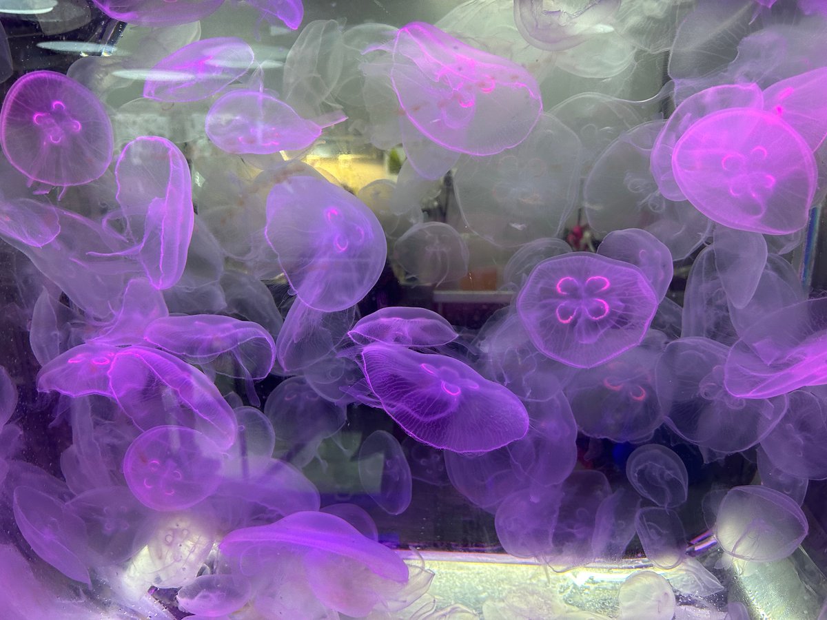 catalysis_eth's tweet image. Impressions from @AquariaKLCCMY in Kuala Lumpur 😍