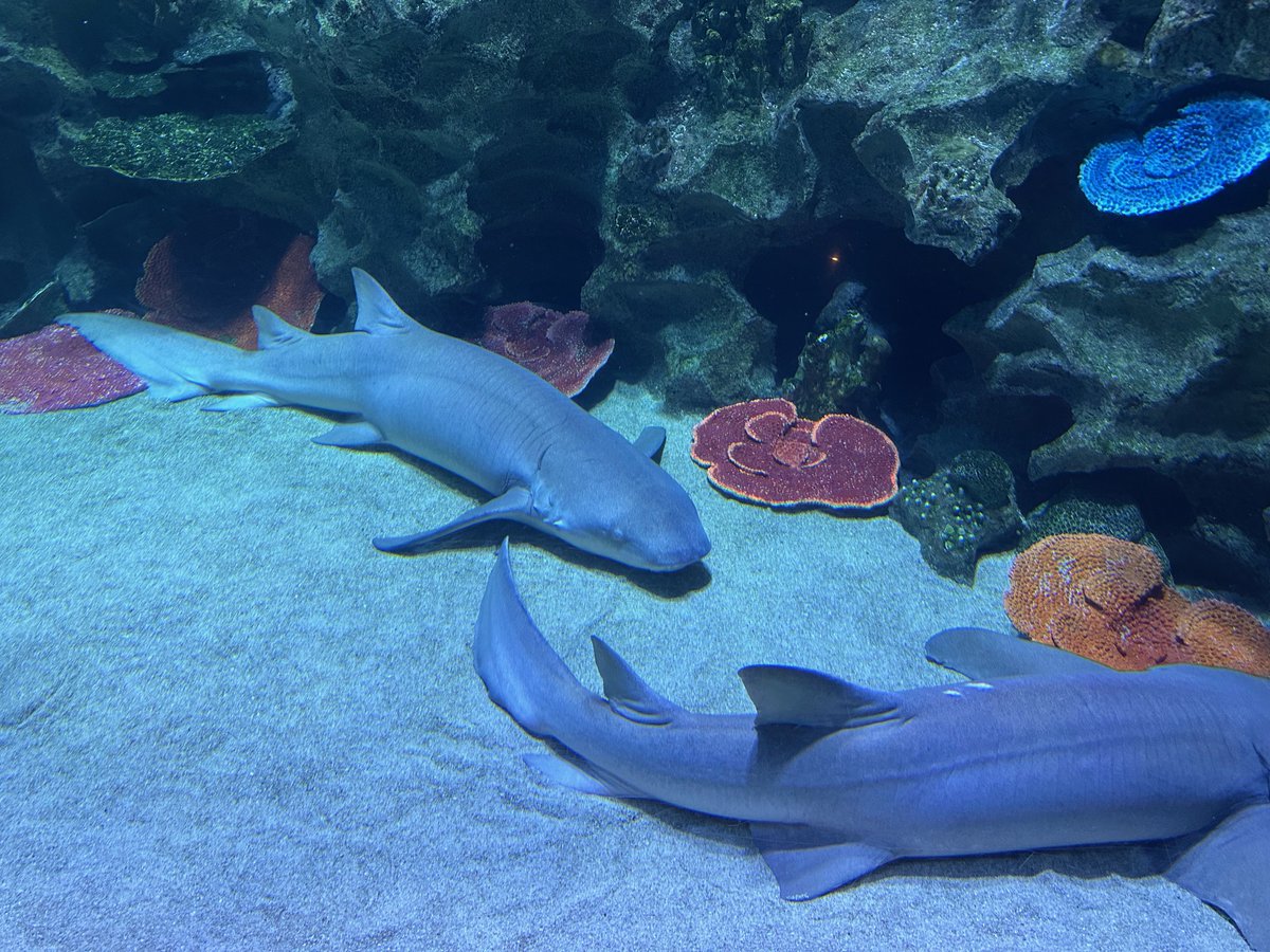 catalysis_eth's tweet image. Impressions from @AquariaKLCCMY in Kuala Lumpur 😍