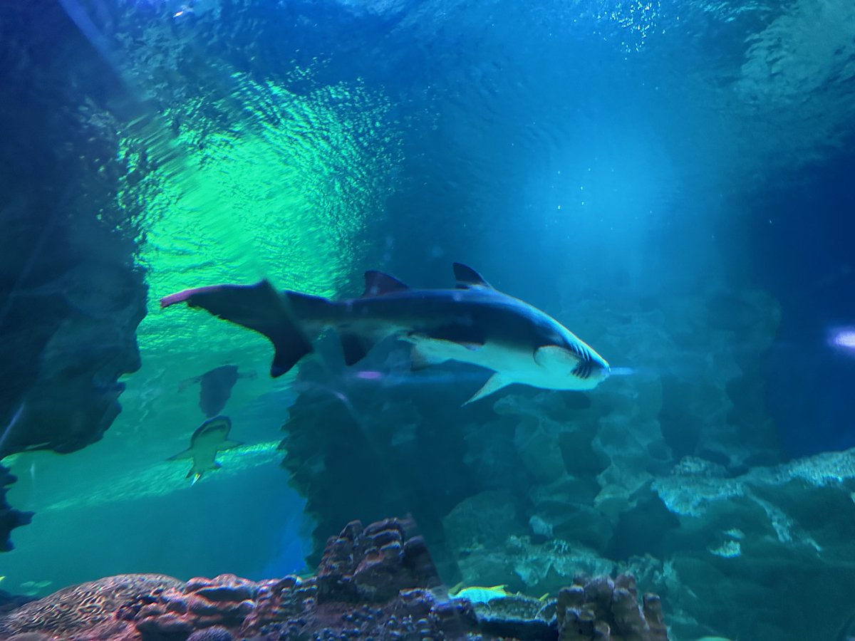 catalysis_eth's tweet image. Impressions from @AquariaKLCCMY in Kuala Lumpur 😍