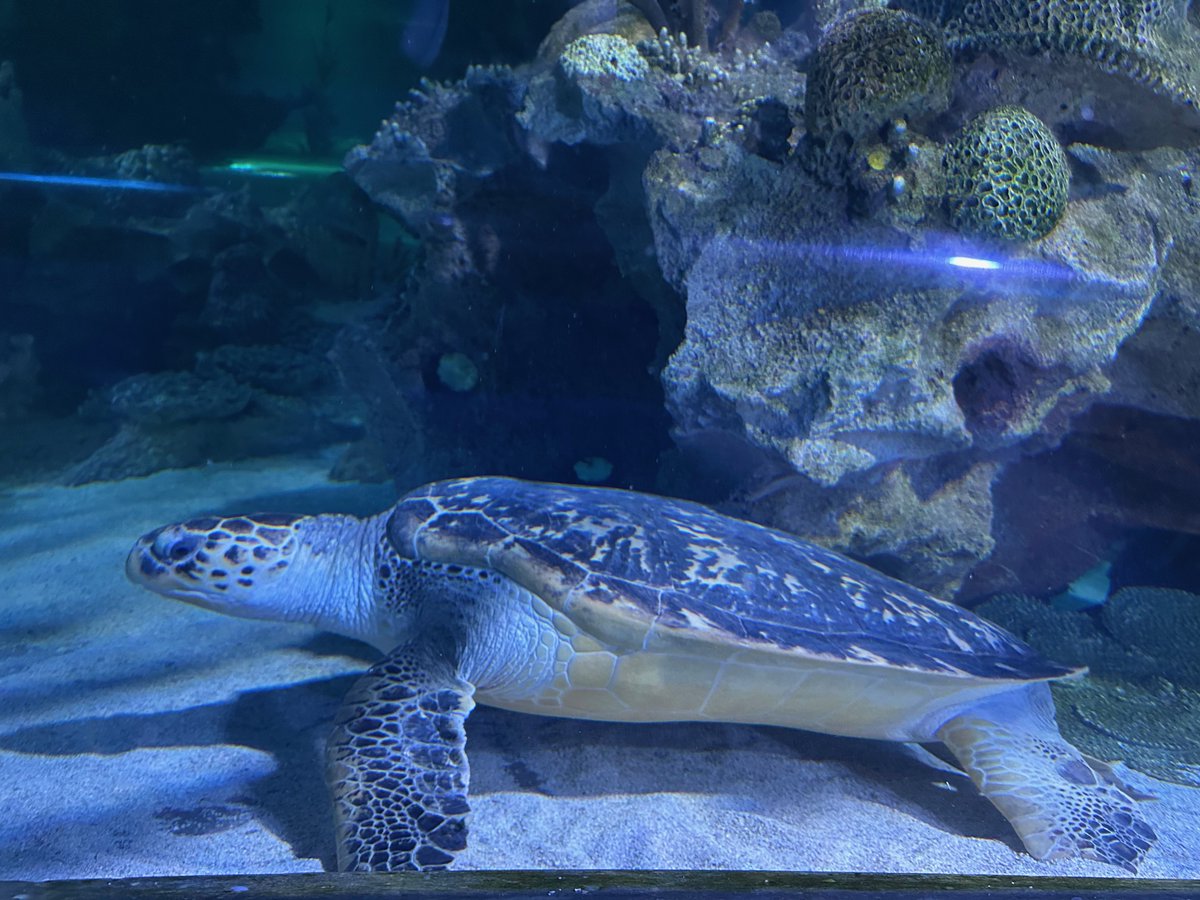 catalysis_eth's tweet image. Impressions from @AquariaKLCCMY in Kuala Lumpur 😍