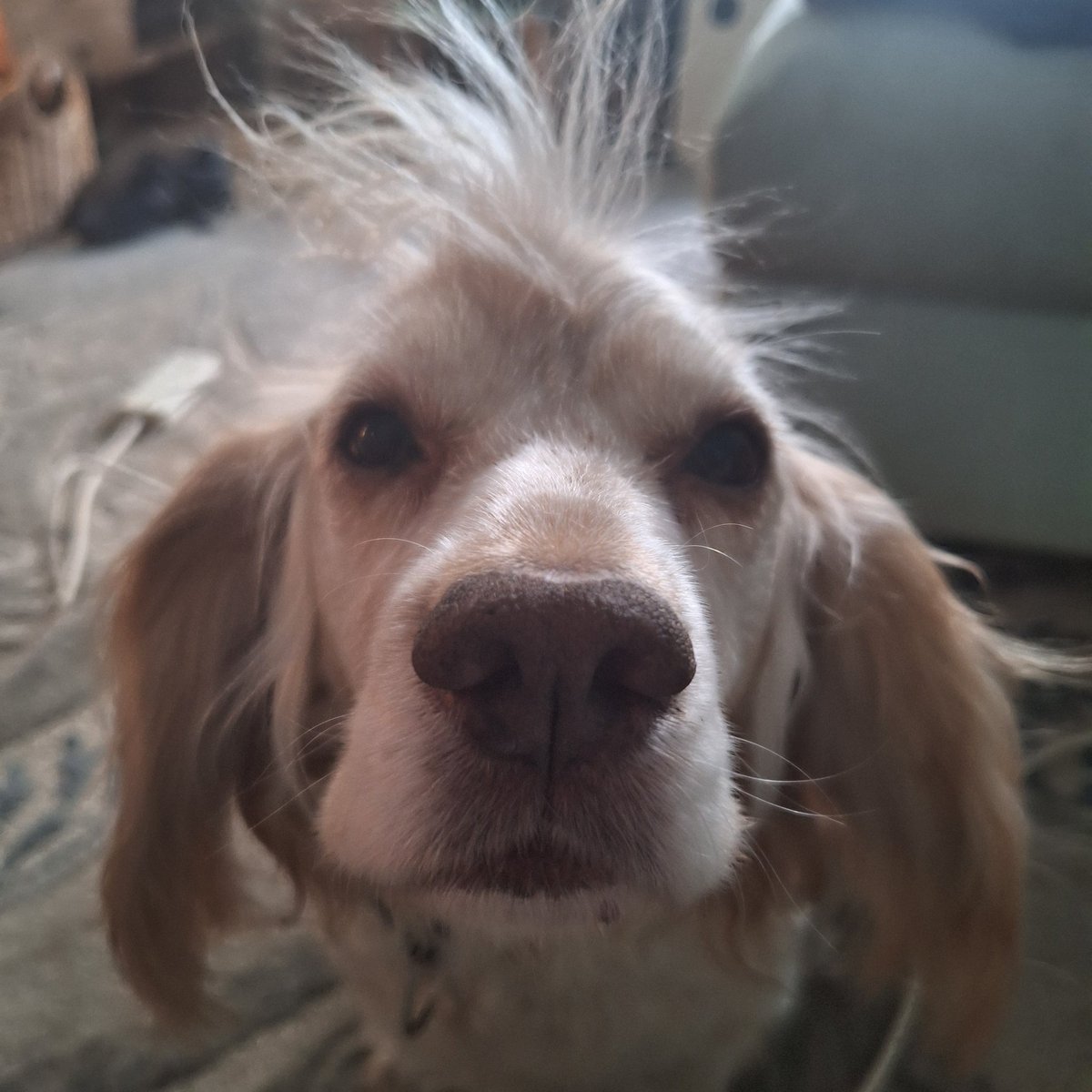 Alice Hortop tweet media