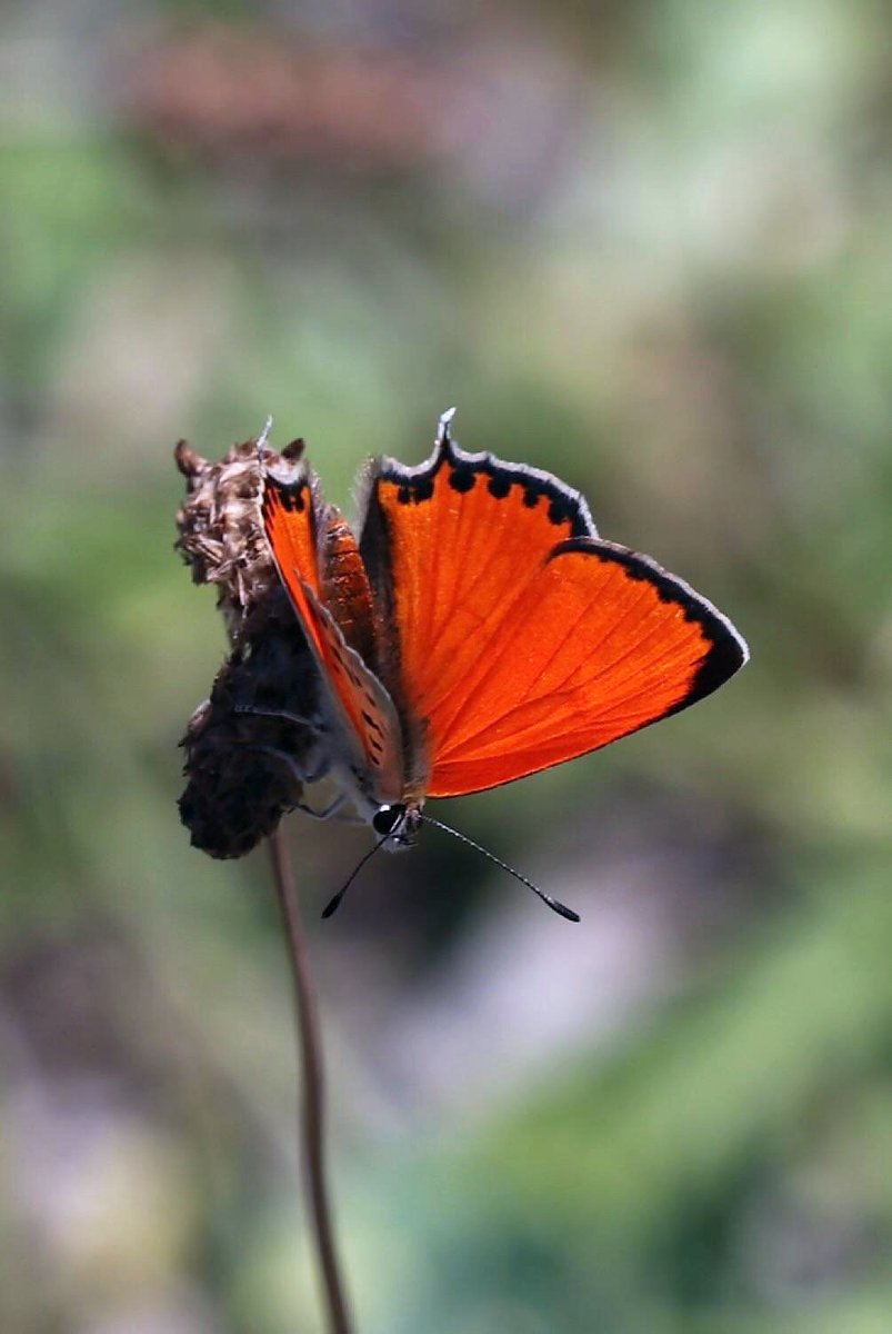 Greenwings's tweet image. Today we start our butterfly tour in Türkiye, under the expert leadership of tour veteran & popular Greenwings guide Ben Greenaway. Here's a glimpse of the wonderful butterflies that await them!
A donation from this & all our worldwide butterfly tours goes to @europebutterfly