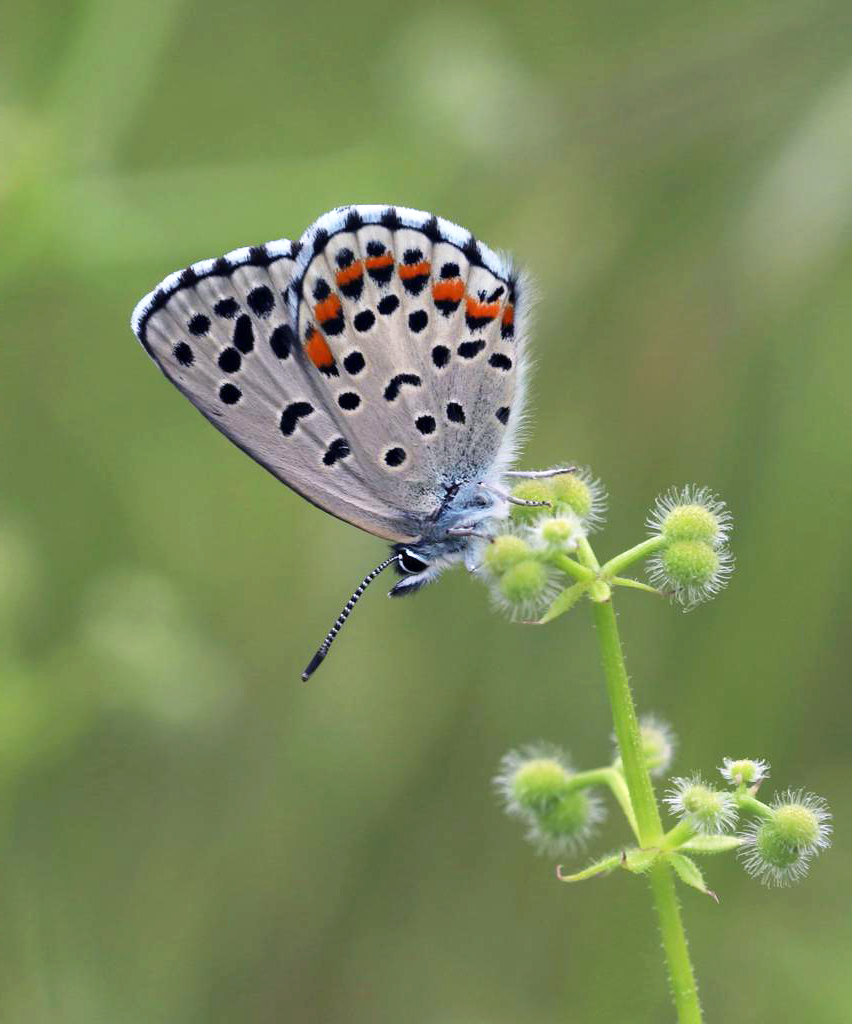 Greenwings's tweet image. Today we start our butterfly tour in Türkiye, under the expert leadership of tour veteran & popular Greenwings guide Ben Greenaway. Here's a glimpse of the wonderful butterflies that await them!
A donation from this & all our worldwide butterfly tours goes to @europebutterfly