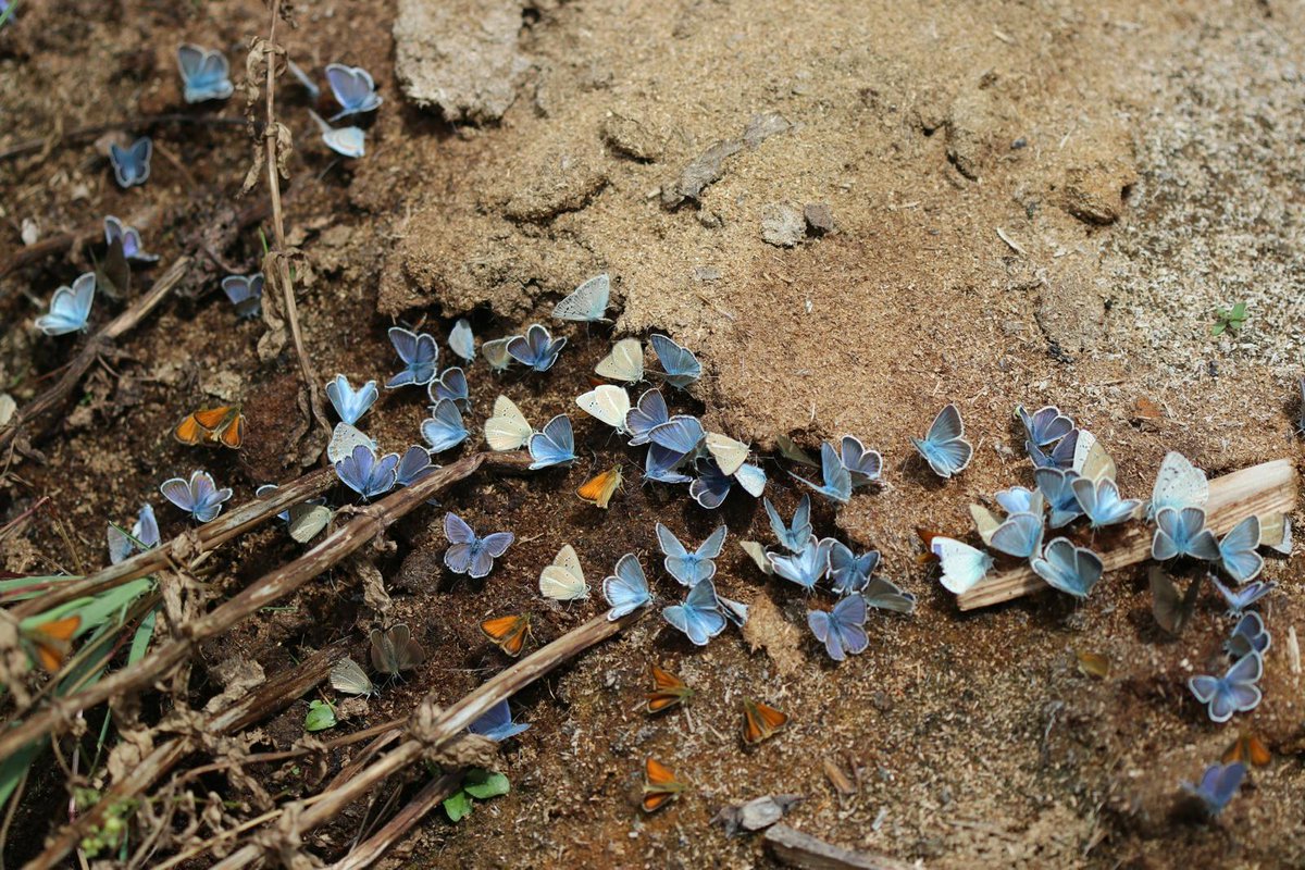 Greenwings's tweet image. Today we start our butterfly tour in Türkiye, under the expert leadership of tour veteran & popular Greenwings guide Ben Greenaway. Here's a glimpse of the wonderful butterflies that await them!
A donation from this & all our worldwide butterfly tours goes to @europebutterfly