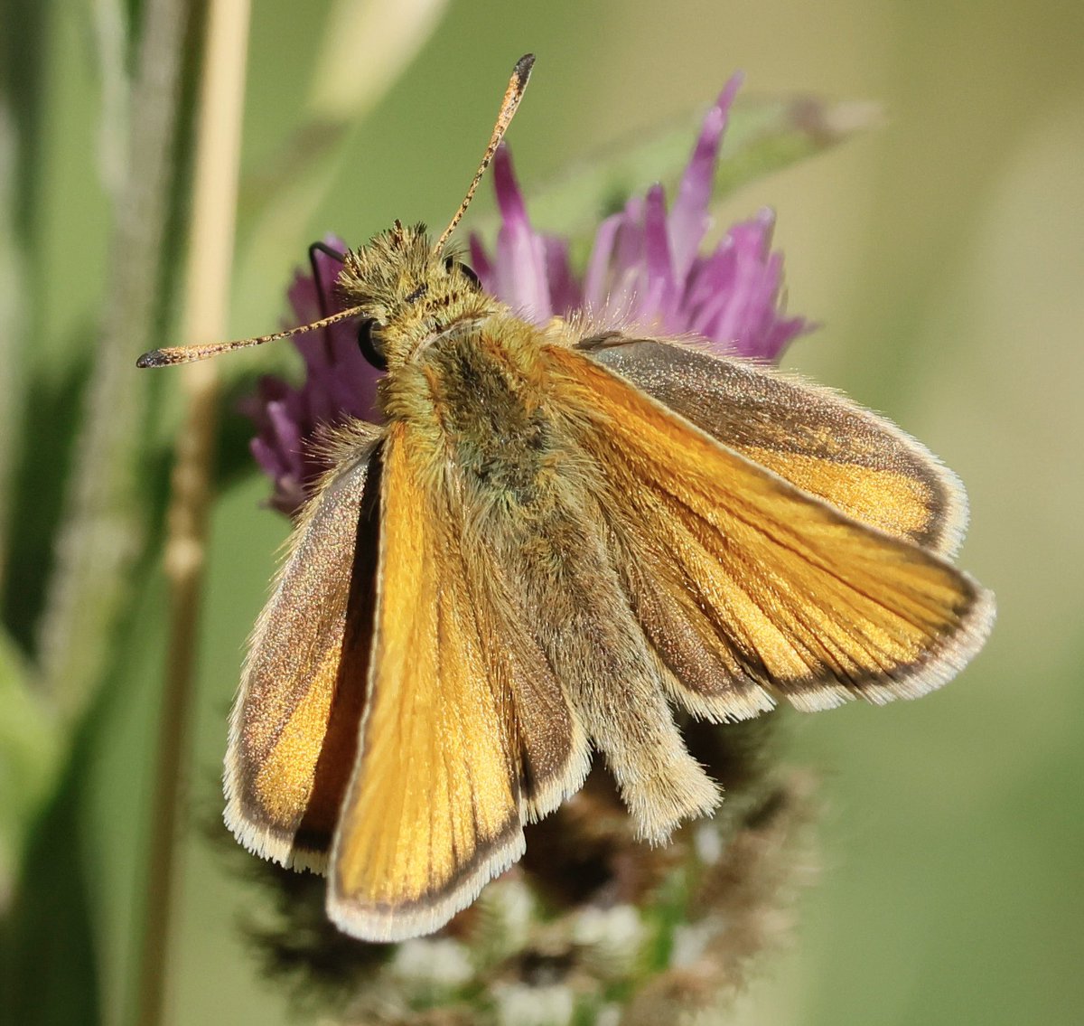 nikols_steve's tweet image. Essex Skipper, Ryton Wood Meadows. @BCWarwickshire @savebutterflies