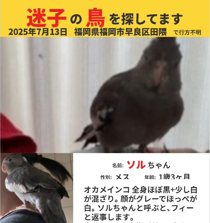 TSUBASA6077's tweet photo. 【拡散希望】
オカメインコ〔全身ほぼグレー〕の迷子情報です

場所：福岡県福岡市早良区田隈
日時：2025/7/13 11時半頃
名前：ソルちゃん
特徴：と���も臆病ですが、飼い主に甘えるのが大好きです。

情報お持ちの方、下記までご連絡を
npotsubasa@tsubasa0615.org
情報拡散のご協力お願いします https://t.co/anJ4OjUNAm