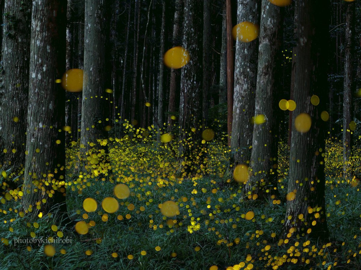 蛍シーズンが終わりました
今年はヒルにやられなかった……
嬉しい……

#ヒメボタル　#蛍