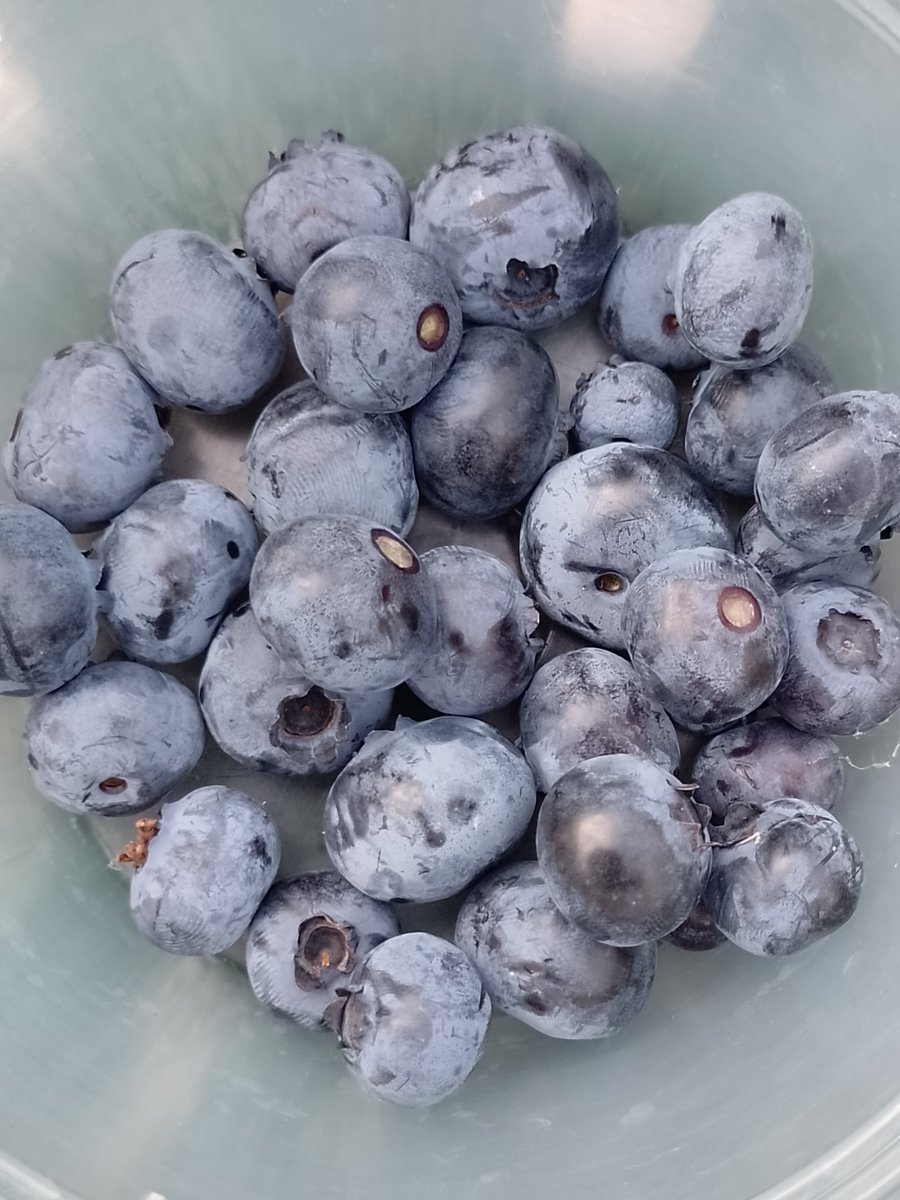 BuffbayB's tweet image. Breakfast from the garden, a little more than the 3 I got last year 😋. Have a great day and hope your emotional cup will be positively filled with Blessings. #TuesdayBlue
Be careful out there, it's windy here in my small corner of the woods.🌞