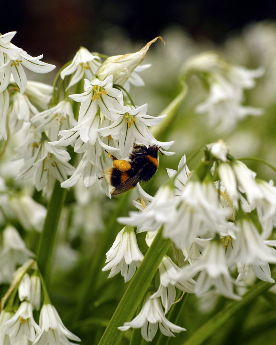 Tomson Consulting tweet media