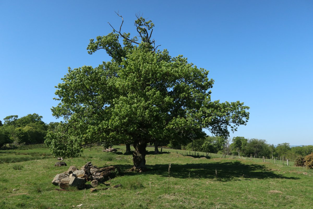 Oak, Pilmuir #thicktrunktuesday