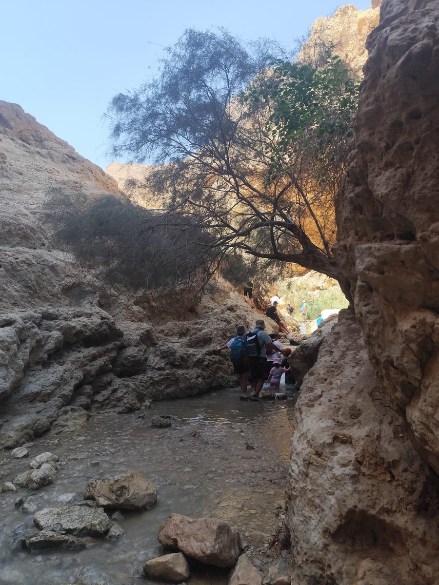 UnplugIsrael's tweet image. 📍 EXPLORE.
Have you ever heard of the Nahal Bokek oasis by the Dead Sea? It’s right across from the Ein Bokek resort. Entrance is free—for now! From the start, you’ll walk through cool water in the shade, making it a great escape even on super hot days. The water starts off…