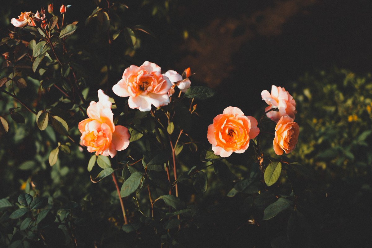 mochi (@mochi_nostalgia) on Twitter photo 