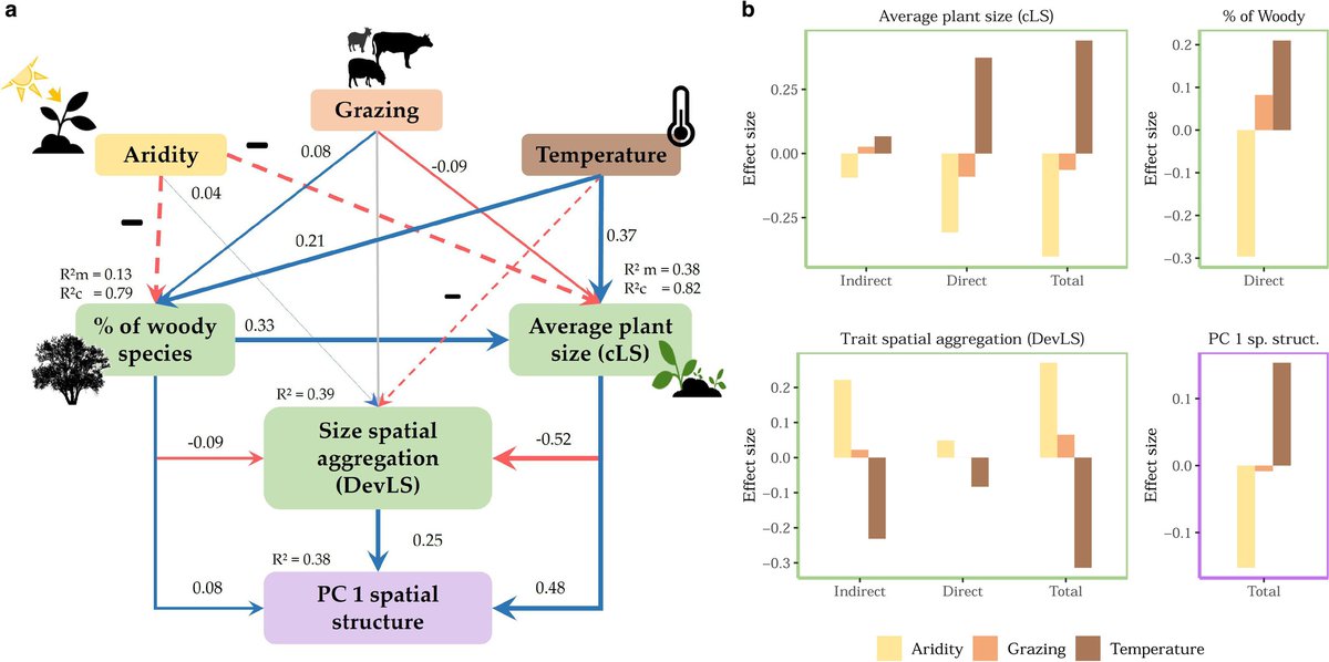 Fernando T. Maestre (@ftmaestre) on Twitter photo Our latest study, just out in <a href="/GlobalChangeBio/">Global Change Biology</a>, illustrate how grazing herbivores shape vegetation patterns in global drylands, creating larger plant clusters & enhancing shrub density onlinelibrary.wiley.com/doi/10.1111/gc… Another great output from the <a href="/ERC_Research/">European Research Council (ERC)</a> funded #BIODESERT project! Our latest study, just out in <a href="/GlobalChangeBio/">Global Change Biology</a>, illustrate how grazing herbivores shape vegetation patterns in global drylands, creating larger plant clusters & enhancing shrub density onlinelibrary.wiley.com/doi/10.1111/gc… Another great output from the <a href="/ERC_Research/">European Research Council (ERC)</a> funded #BIODESERT project!